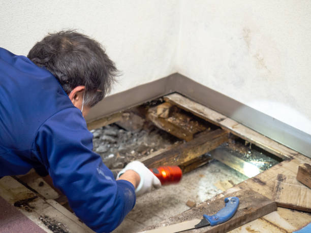 Best Certified Mold Removal  in Oak Hills, OR